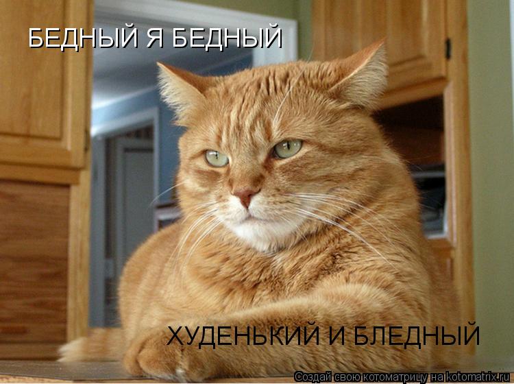 Котоматрица: БЕДНЫЙ Я БЕДНЫЙ ХУДЕНЬКИЙ И БЛЕДНЫЙ