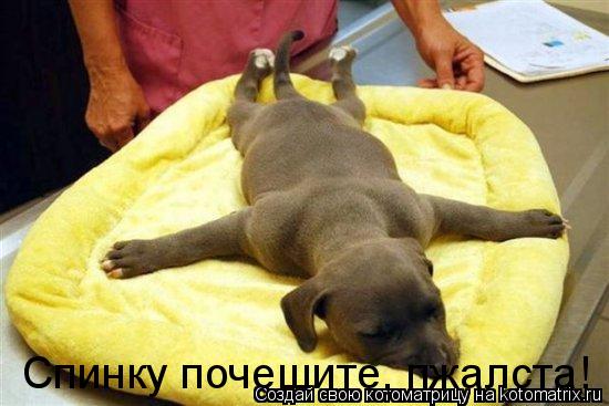 Котоматрица: Спинку почешите, пжалста!