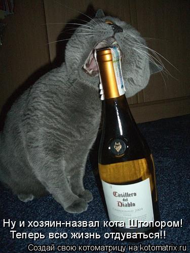 Котоматрица: Ну и хозяин-назвал кота Штопором! Теперь всю жизнь отдуваться!!