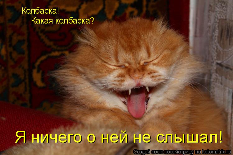 Котоматрица: Колбаска!  Какая колбаска? Я ничего о ней не слышал!