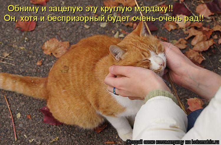 Котоматрица: Обниму и зацелую эту круглую мордаху!! Он, хотя и беспризорный,будет очень-очень рад!!