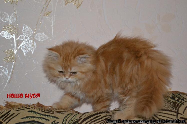 Котоматрица: наша муся  наша муся