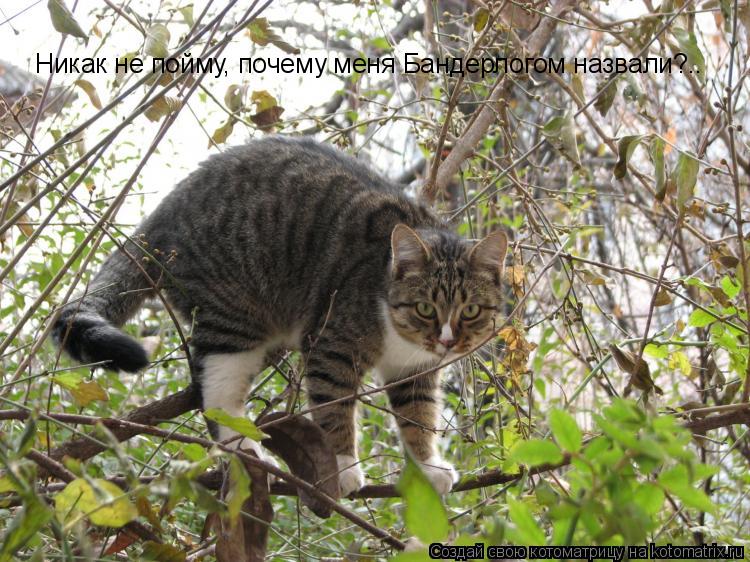 Котоматрица: Никак не пойму, почему меня Бандерлогом назвали?..