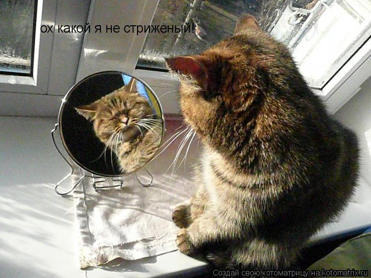 Котоматрица: ох какой я не стриженый!