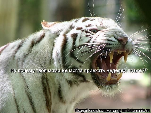 Котоматрица: Ну почему твоя мама не могла приехать неделей позже?!