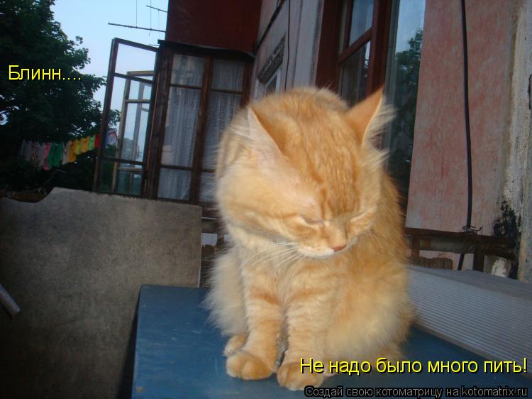 Котоматрица: Блинн.... Не надо было много пить!
