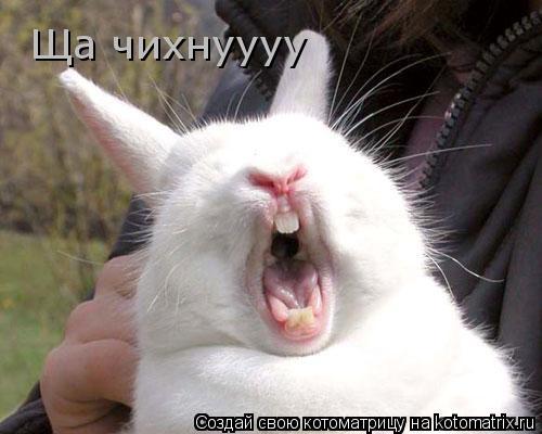 Котоматрица: Ща чихнуууу