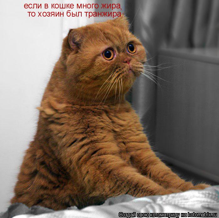 Котоматрица: если в кошке много жира , то хозяин был транжира
