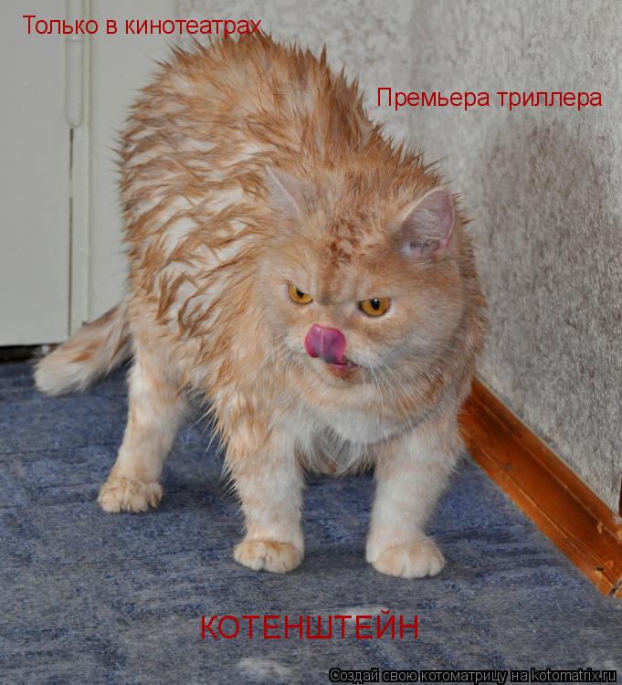 Котоматрица: Только в кинотеатрах Премьера триллера КОТЕНШТЕЙН