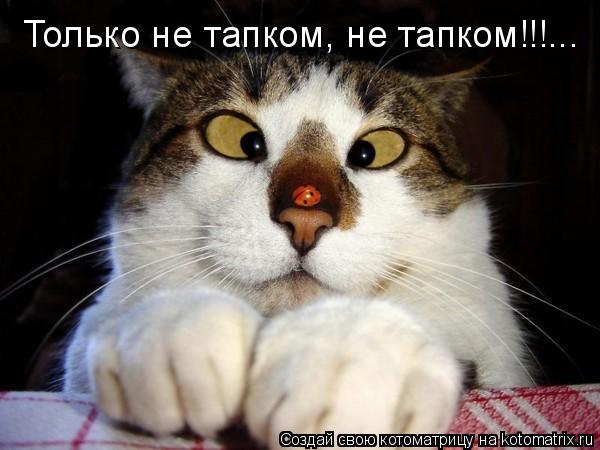 Котоматрица: Только не тапком, не тапком!!!...