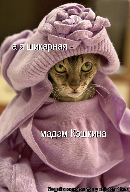 Котоматрица: мадам Кошкина а я шикарная -