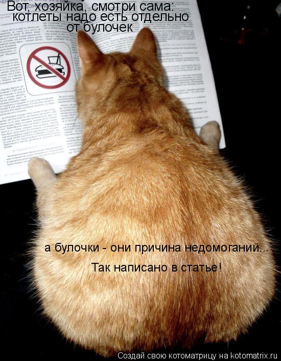 Котоматрица: Вот, хозяйка, смотри сама: котлеты надо есть отдельно  от булочек а булочки - они причина недомоганий... Так написано в статье!