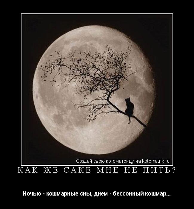 Котоматрица: КАК ЖЕ САКЕ МНЕ НЕ ПИТЬ? Ночью - кошмарные сны, днем - бессонный кошмар...