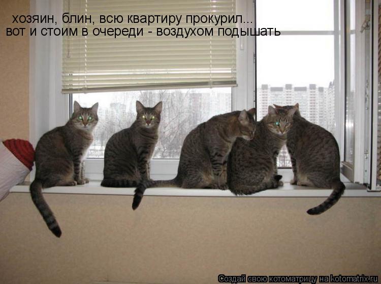 хозяин, блин, всю квартиру прокурил...вот и стоим в очереди - воздухом подышать хозяин, блин, всю ква... Котоматрица: хозяин, блин, всю квартиру прокурил...вот и стоим в очереди - воздухом подышать хозяин, блин, всю квартиру прокурил... вот и стоим в очереди - во