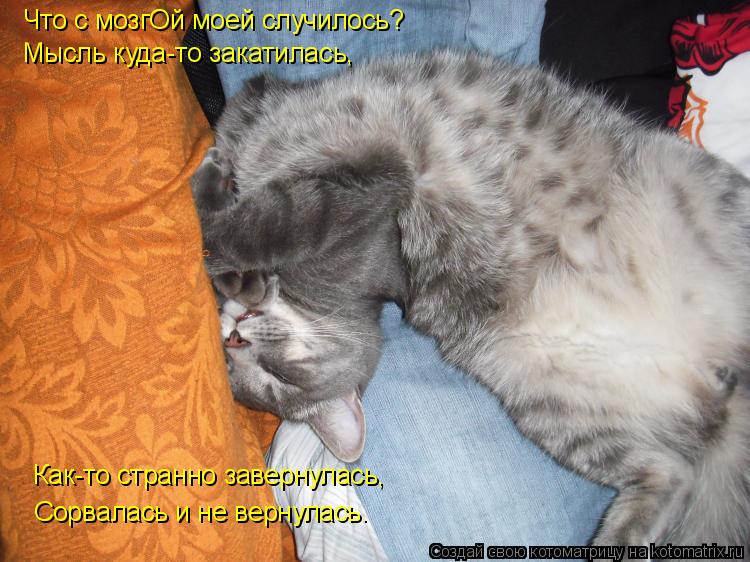Котоматрица: Что с мозгОй моей случилось? Мысль куда-то закатилась, Как-то странно завернулась, Сорвалась и не вернулась.