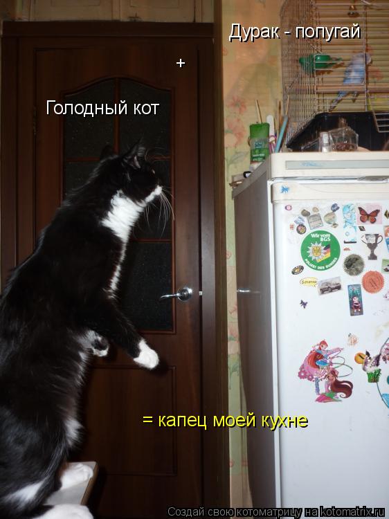 Котоматрица: Дурак - попугай + = капец моей кухне Голодный кот