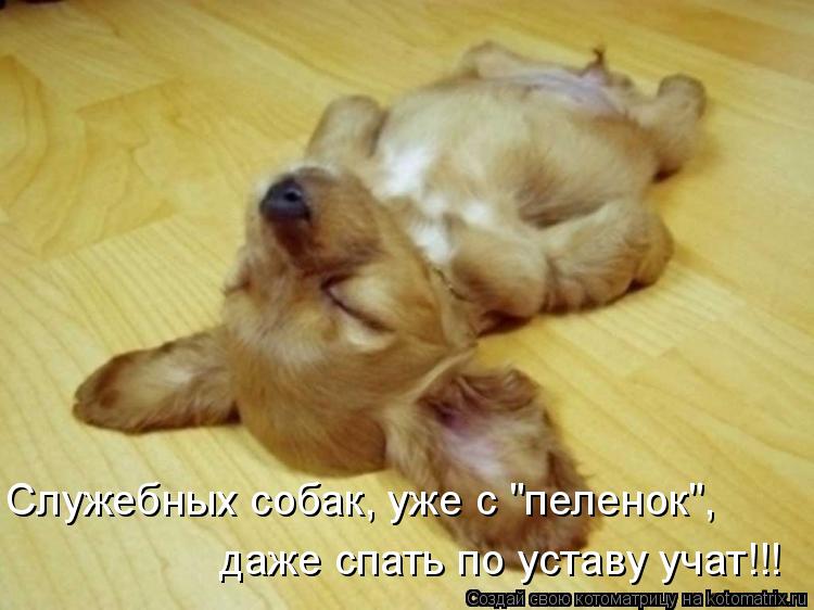 Служебных собак, уже с "пеленок", даже спать по уставу учат!!!... Котоматрица: Служебных собак, уже с "пеленок", даже спать по уставу учат!!!