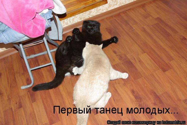 Котоматрица: Первый танец молодых...