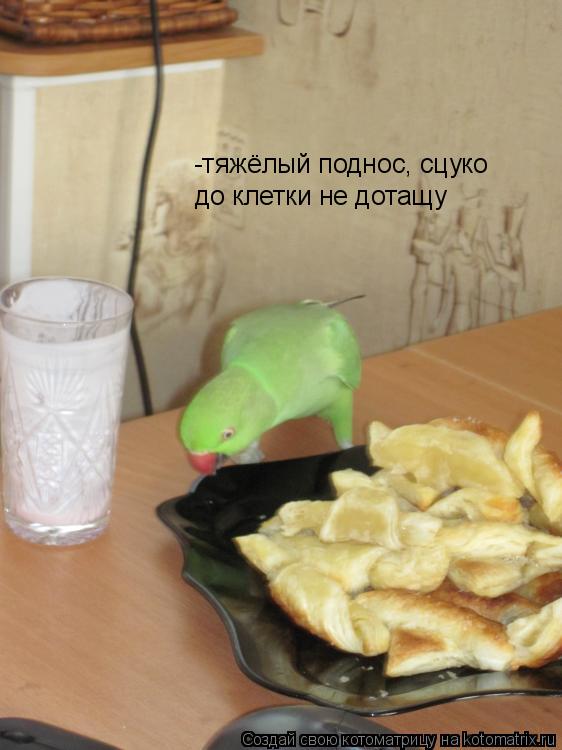 Котоматрица: -тяжёлый поднос, сцуко до клетки не дотащу