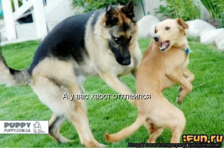 Котоматрица: А у вас хвост отклеился