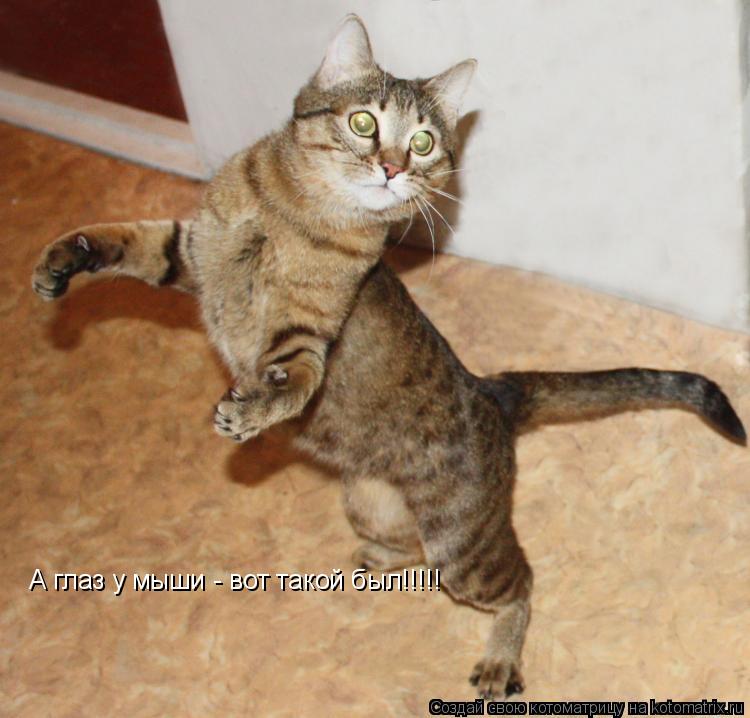Котоматрица: А глаз у мыши - вот такой был!!!!!