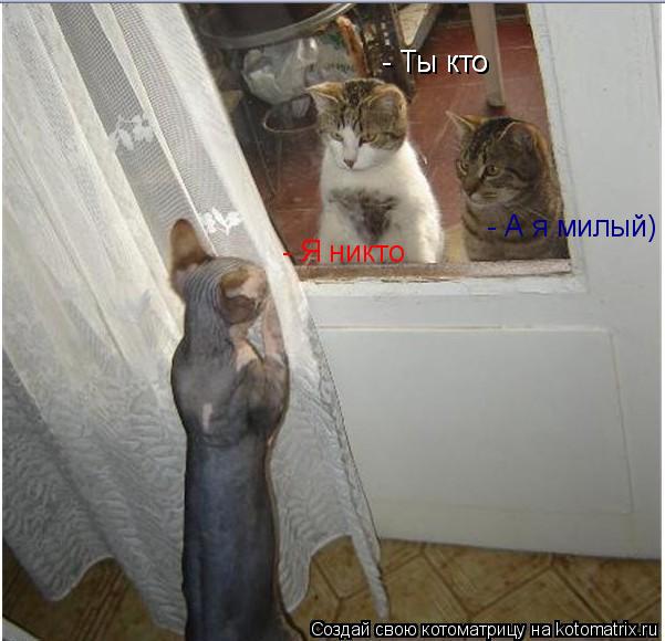 Котоматрица: - Ты кто - Я никто - Ты кто - А я милый)