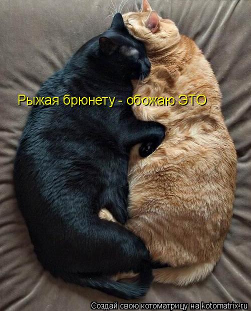 Рыжая брюнету - обожаю ЭТО... Котоматрица: Рыжая брюнету - обожаю ЭТО