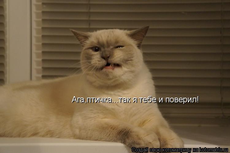 Котоматрица: Ага,птичка...так я тебе и поверил!