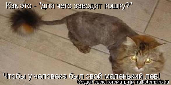 Как это - "для чего заводят кошку?" Чтобы у человека был свой маленький лев!... Котоматрица: Как это - "для чего заводят кошку?" Чтобы у человека был свой маленький лев!