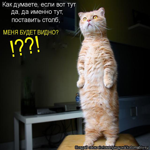 Котоматрица: Как думаете, если вот тут да, да именно тут, поставить столб, МЕНЯ БУДЕТ ВИДНО? !??!