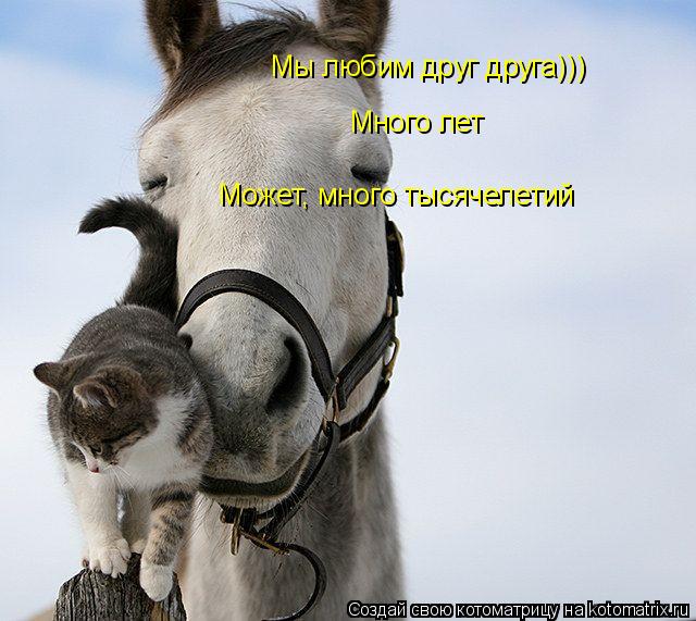 Котоматрица: Мы любим друг друга))) Много лет Может, много тысячелетий