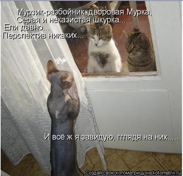 Котоматрица: Мурзик-разбойник, дворовая Мурка, Серая и неказистая шкурка... И всё ж я завидую, гглядя на них..... Ели давно... Перспектив никаких...