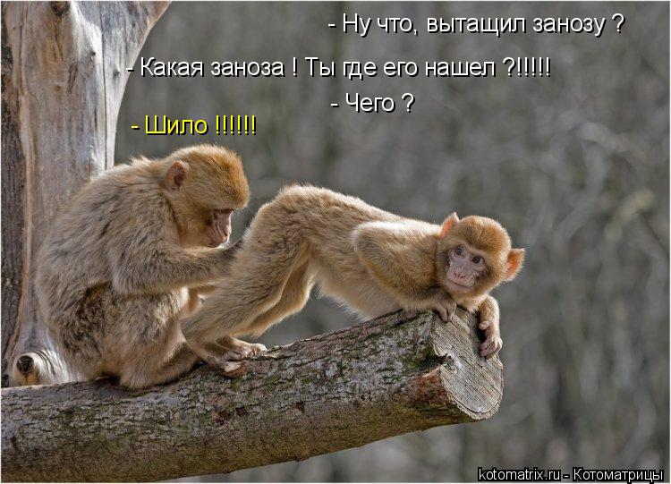 Котоматрица: - Ну что, вытащил занозу ? - Какая заноза ! Ты где его нашел ?!!!!! - Чего ? - Шило !!!!!!