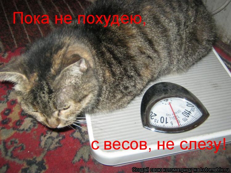 Котоматрица: Пока не похудею, с весов, не слезу!