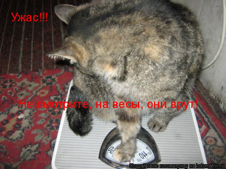 Котоматрица: Ужас!!! Не смотрите, на весы, они врут!