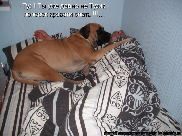 - Туз ! Ты уже давно не Тузик - поперек кровати спать !!!....... Котоматрица: - Туз ! Ты уже давно не Тузик - поперек кровати спать !!!....