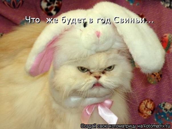 Что же будет в год Свиньи...... Котоматрица: Что же будет в год Свиньи...