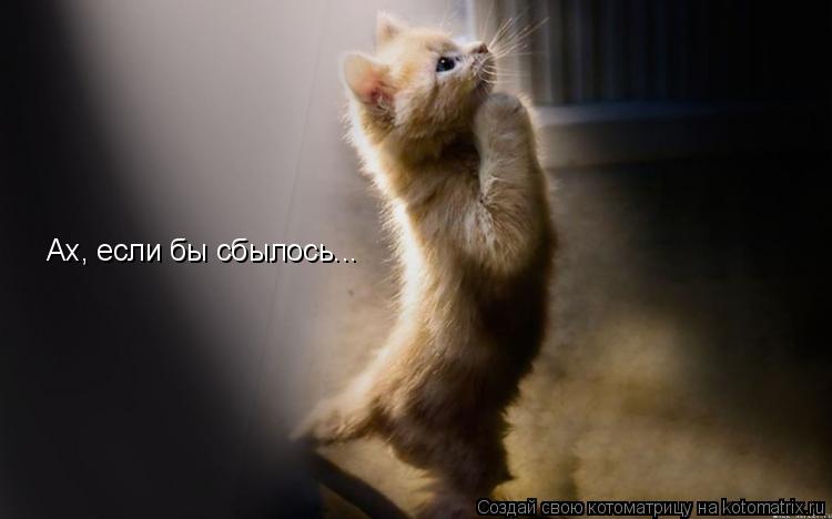 Котоматрица: Ах, если бы сбылось...