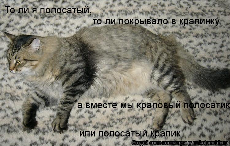 Котоматрица: То ли я полосатый, то ли покрывало в крапинку, а вместе мы краповый полосатик или полосатый крапик