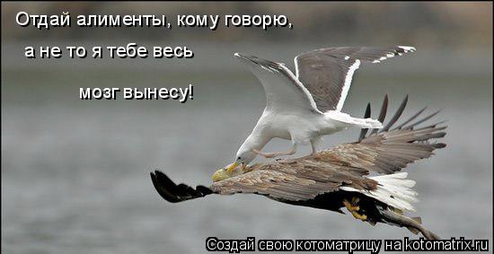 Котоматрица: а не то я тебе весь мозг вынесу! Отдай алименты, кому говорю,