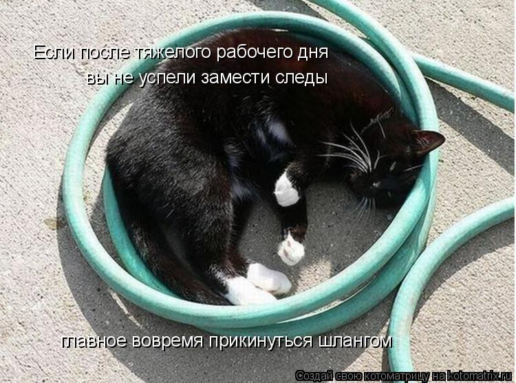 Если после тяжелого рабочего дня вы не успели замести следы главное вовремя прикинуться шлангом... Котоматрица: Если после тяжелого рабочего дня вы не успели замести следы главное вовремя прикинуться шлангом