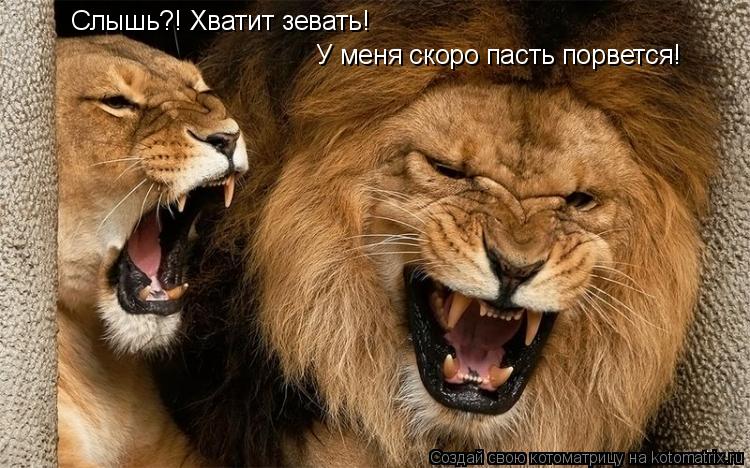 Котоматрица: Слышь?! Хватит зевать! У меня скоро пасть порвется!