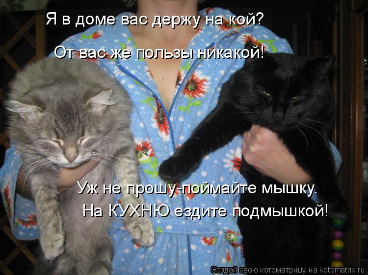 Котоматрица: Я в доме вас держу на кой? От вас же пользы никакой! Уж не прошу-поймайте мышку. На КУХНЮ ездите подмышкой!