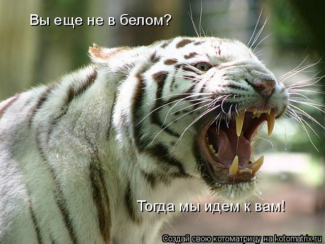 Котоматрица: Вы еще не в белом? Тогда мы идем к вам!