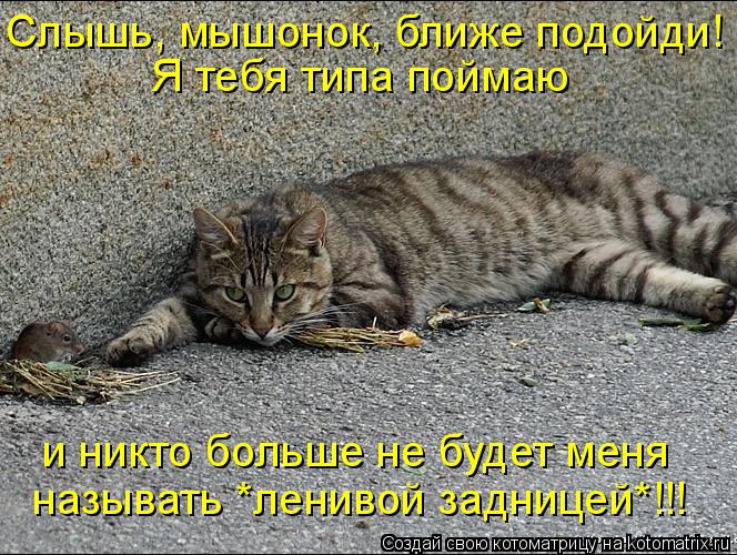 Котоматрица: Слышь, мышонок, ближе подойди! называть *ленивой задницей*!!! и никто больше не будет меня Я тебя типа поймаю