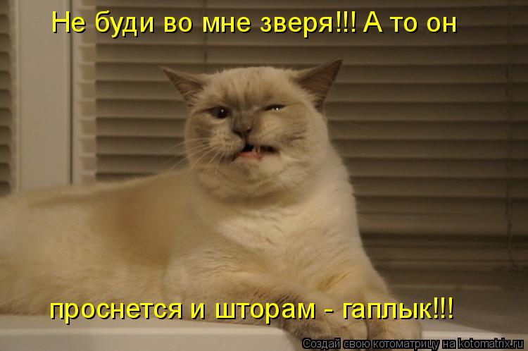 Котоматрица: Не буди во мне зверя!!! А то он  проснется и шторам - гаплык!!!