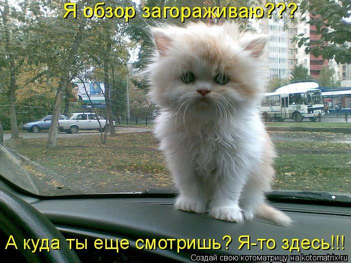 Я обзор загораживаю??? А куда ты еще смотришь? Я-то здесь!!!... Котоматрица: Я обзор загораживаю??? А куда ты еще смотришь? Я-то здесь!!!