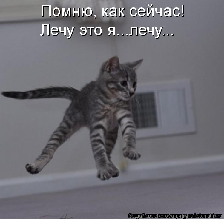 Помню, как сейчас! Лечу это я...лечу...... Котоматрица: Помню, как сейчас! Лечу это я...лечу...
