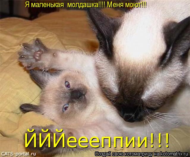 Я маленькая молдашка!!!! Меня моют!!! ЙЙЙеееппии!!!... Котоматрица: Я маленькая молдашка!!!! Меня моют!!! ЙЙЙеееппии!!!