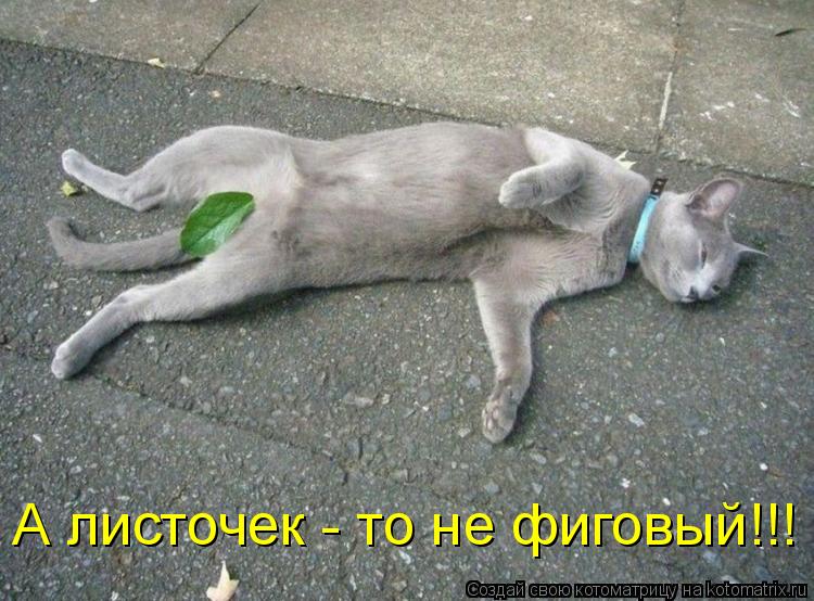 А листочек - то не фиговый!!!... Котоматрица: А листочек - то не фиговый!!!